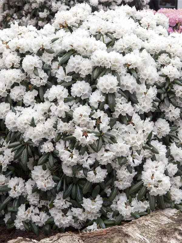Yaku-Rhododendron 'Schneekissen'