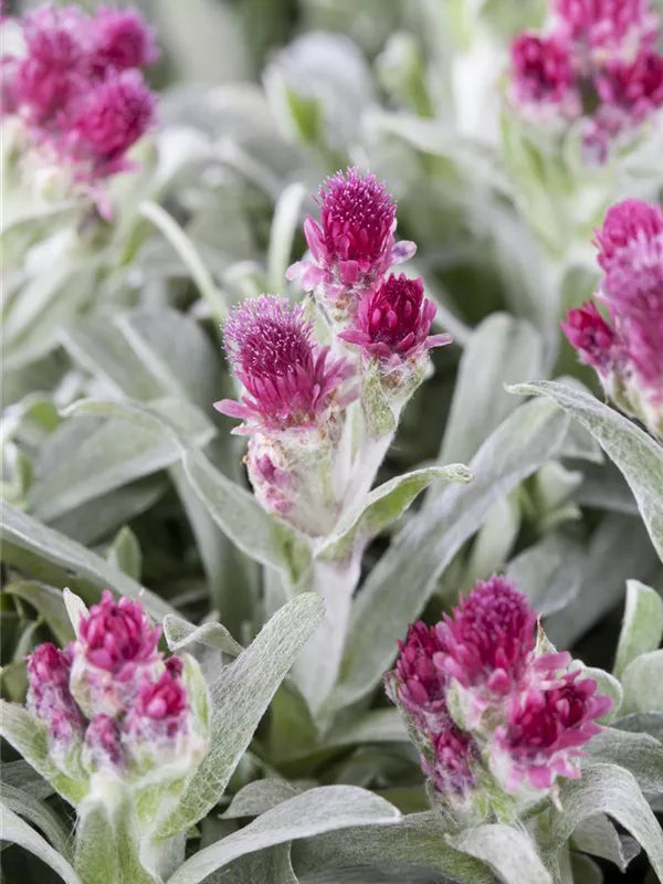 Katzenpfötchen 'Rubra'