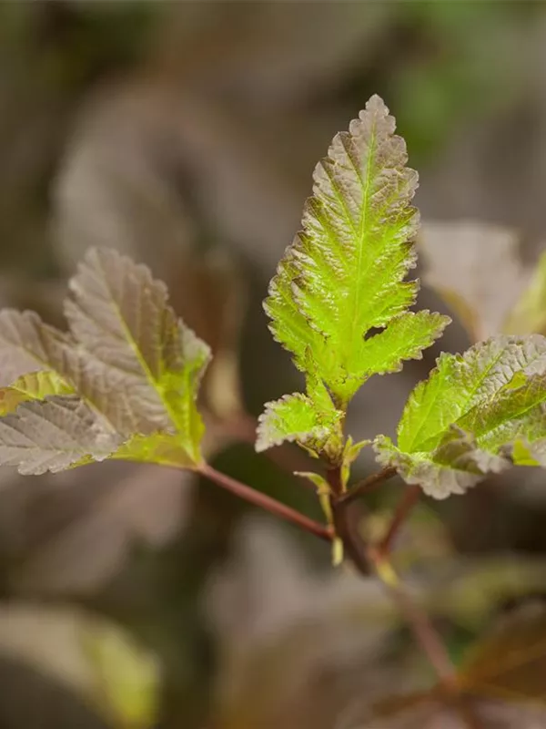 Fasanenspiere 'Diabolo'®