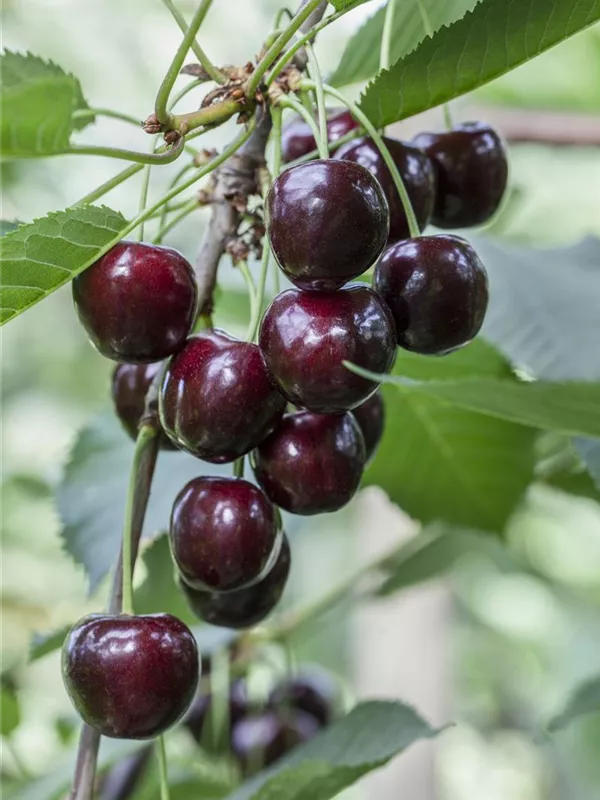 Süßkirsche 'Regina'