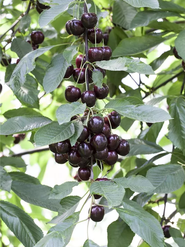 Süßkirsche 'Narana'