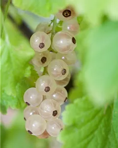 Johannisbeere 'Weiße aus Jüterbog'