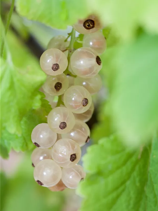 Johannisbeere 'Weiße aus Jüterbog'