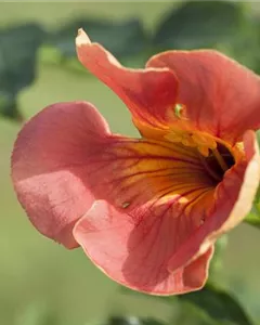 Chinesische Klettertrompete