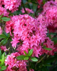 Sommergrüne Azalee 'Homebush'