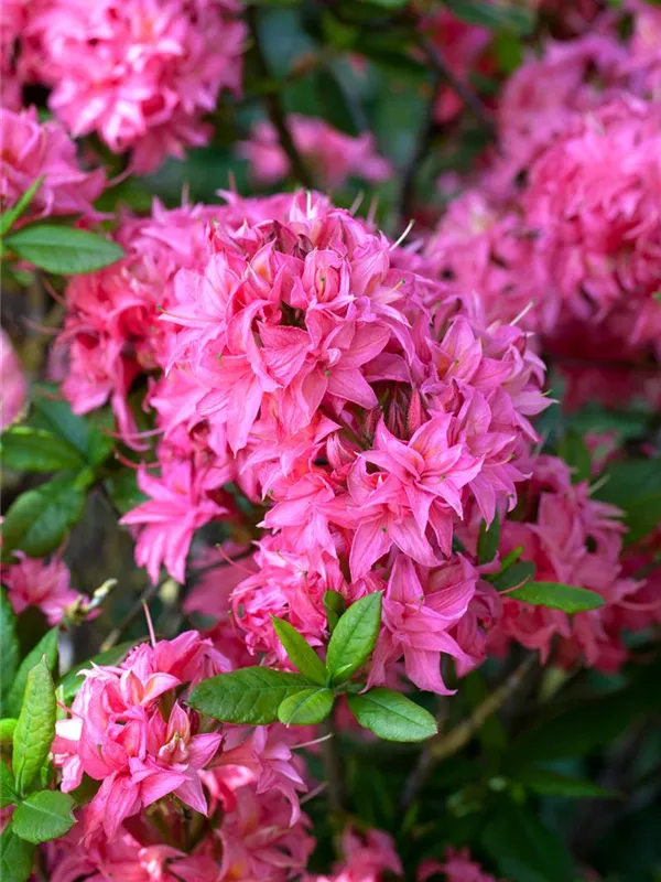 Sommergrüne Azalee 'Homebush'