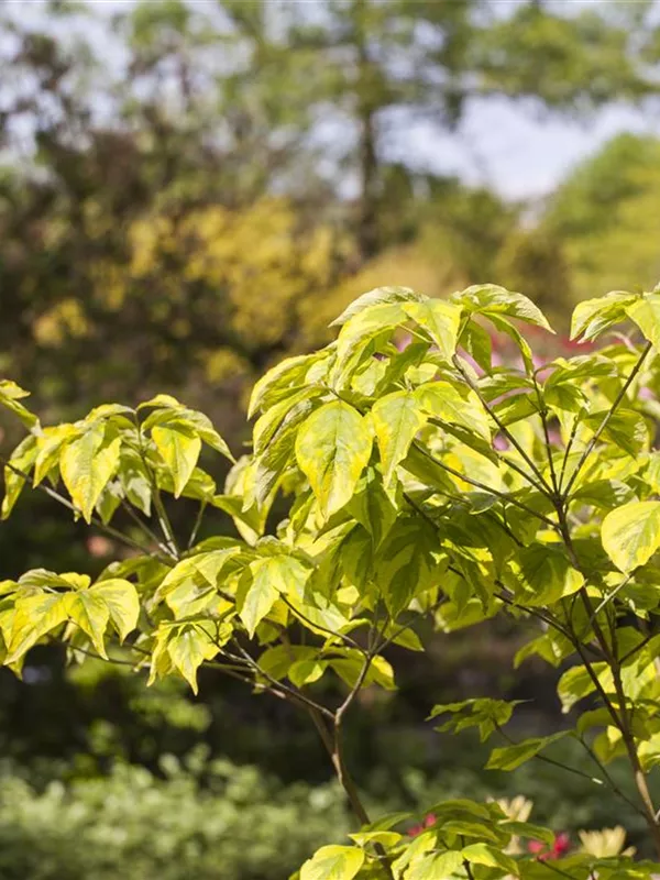 Amerikanischer Blumenhartriegel