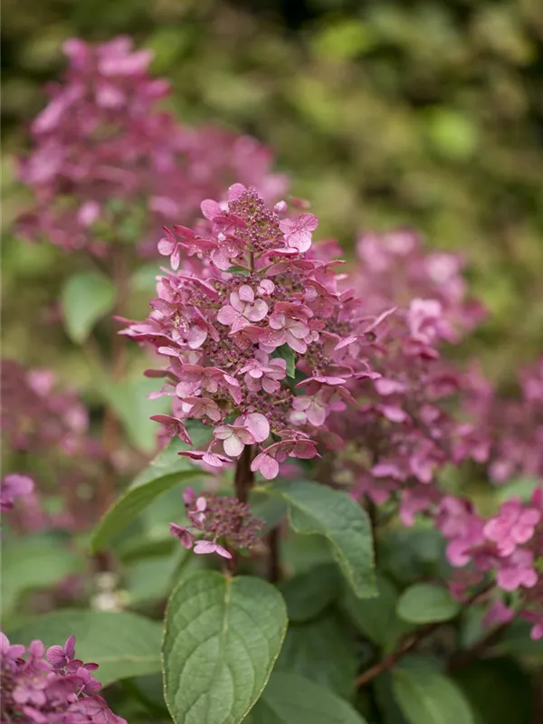 Hydrangea paniculata 'Wims Red'