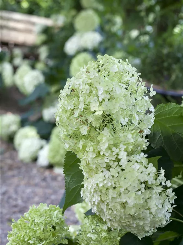 Ballhortensie 'Annabelle'