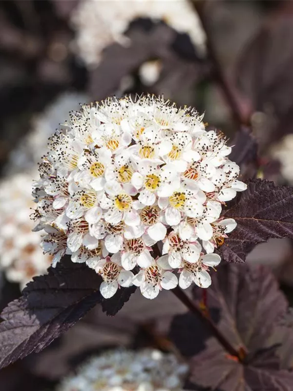 Blasenspiere 'Summer Wine'