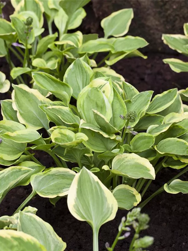 Kleine Gelbrand-Funkie 'Golden Tiara'