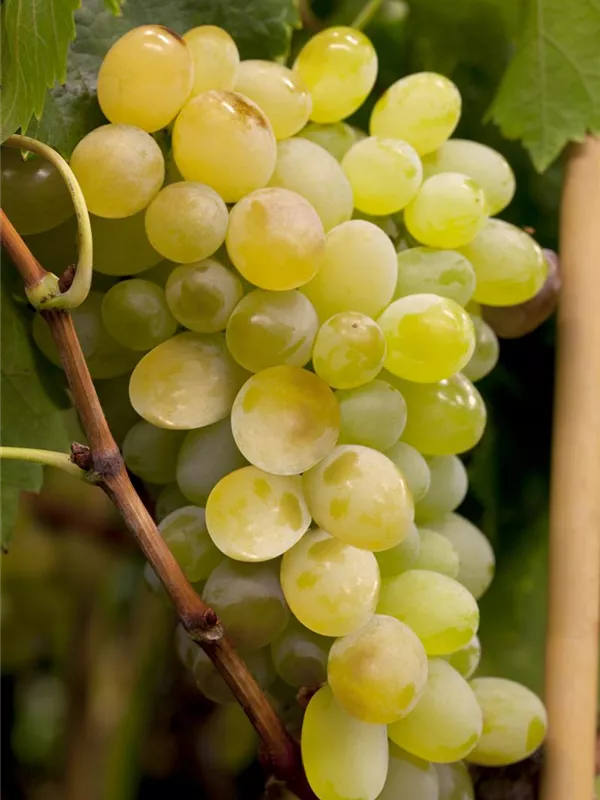 Weintraube 'Lakemont'