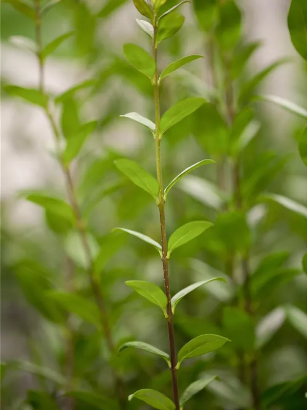 Schwarzgrüner Liguster