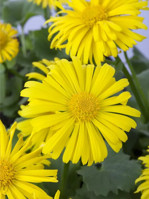 Gämswurz 'Magnificum'