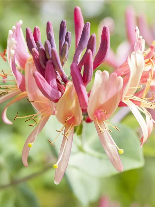 Wald-Geisschlinge 'Serotina'