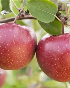 Winterapfel 'Rote Sternrenette'