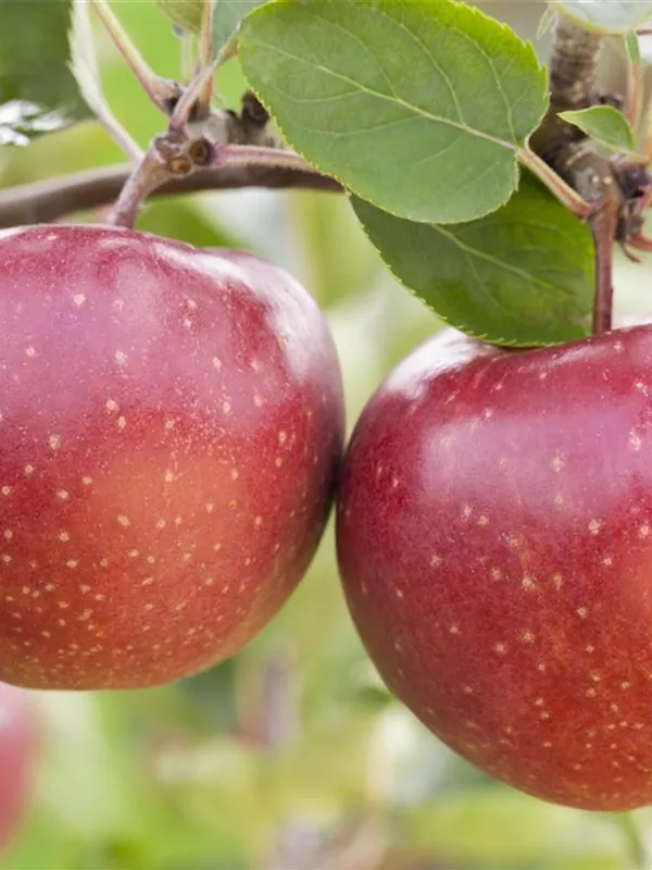 Apfel 'Jonagold'