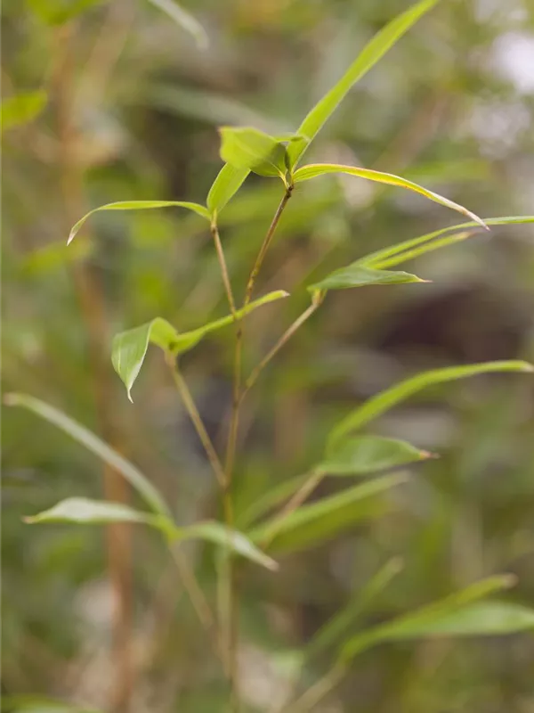 Gelbgruben-Flachrohrbambus 'Spectabilis' 