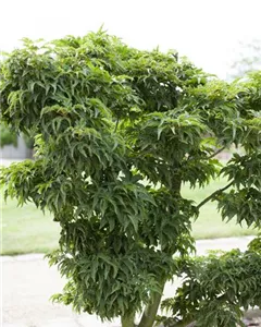 Fächerahorn 'Kotohime'