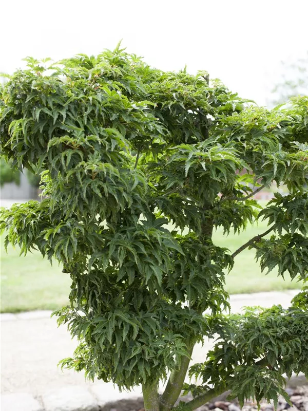 Fächerahorn 'Kotohime'