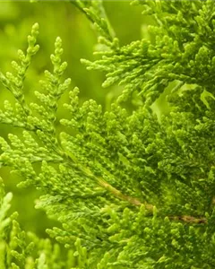 Abendländischer Lebensbaum 'Golden Brabant'