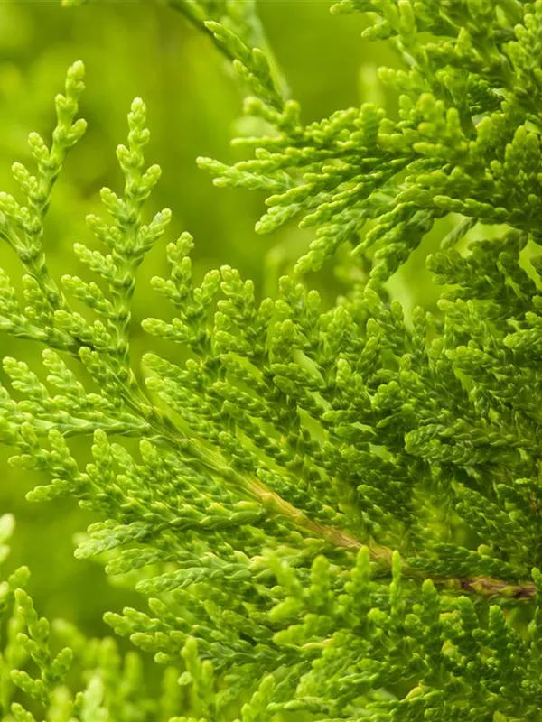 Abendländischer Lebensbaum 'Golden Brabant'