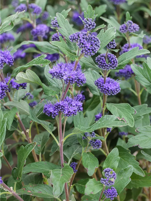 Bartblume 'Grand Bleu'