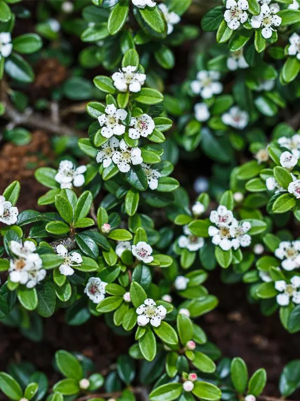 Preiselbeer-Zwergmispel 'Blackburn'