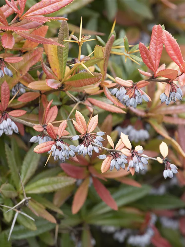 Großblättrige Berberitze