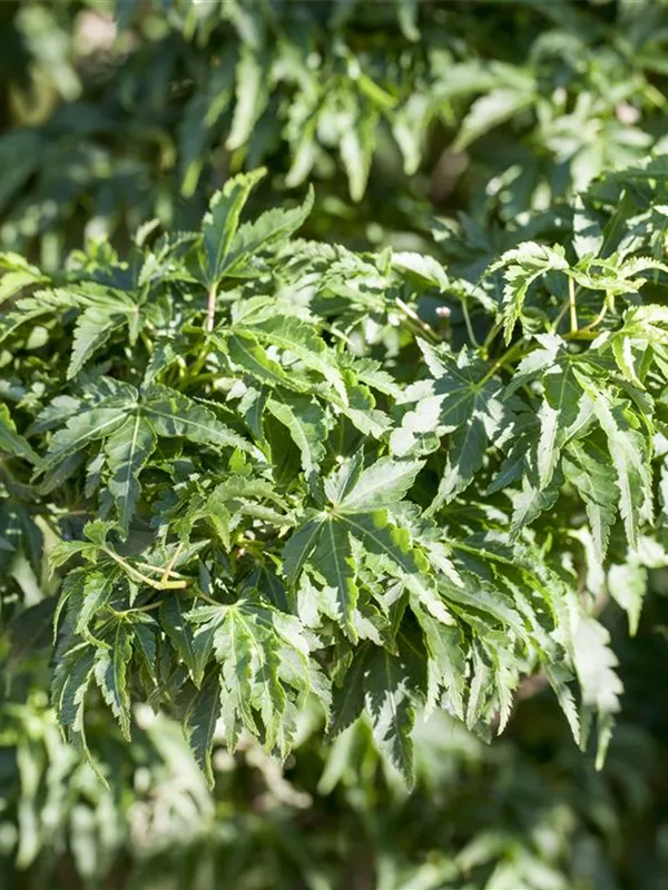 Fächerahorn 'Shishigashiri'