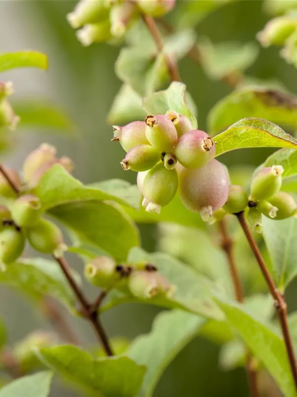 Niedrige Purpurbeere 'Hancock'