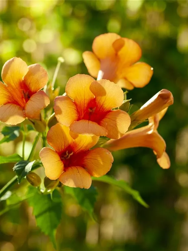 Tromepetenblume 'Indian Summer'®