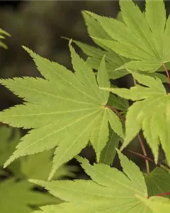 Japanischer Goldahorn 'Jordan'