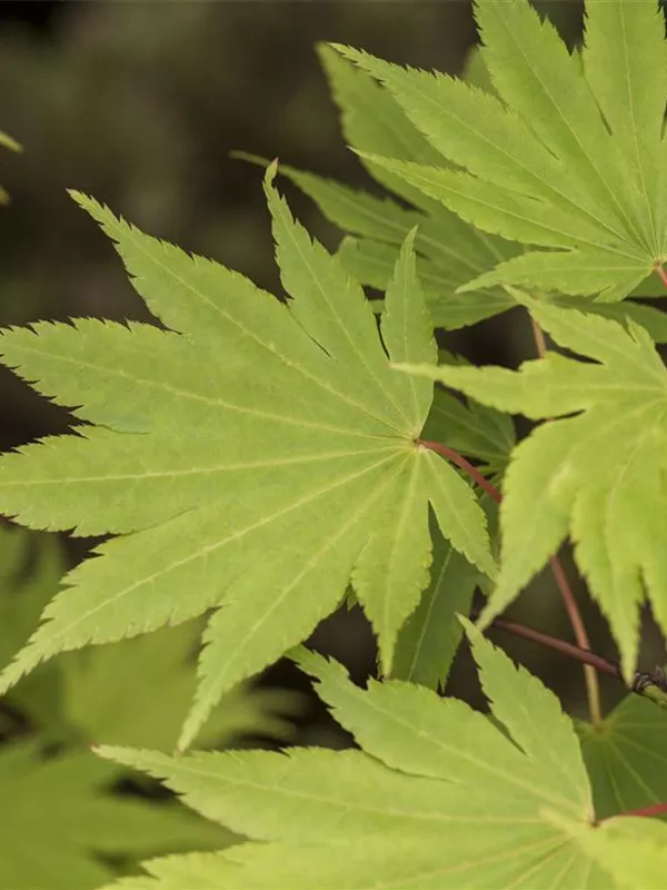 Japanischer Goldahorn 'Jordan'