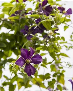 Italienische Waldrebe 'Dark Eyes'