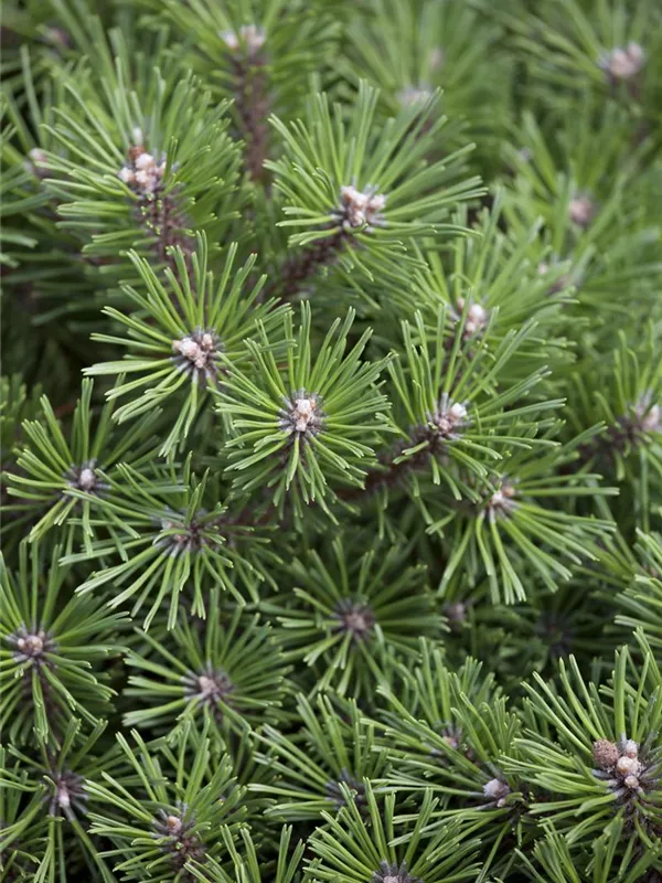 Berg-Kiefer 'Benjamin'