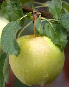 Winterapfel 'Pinova'