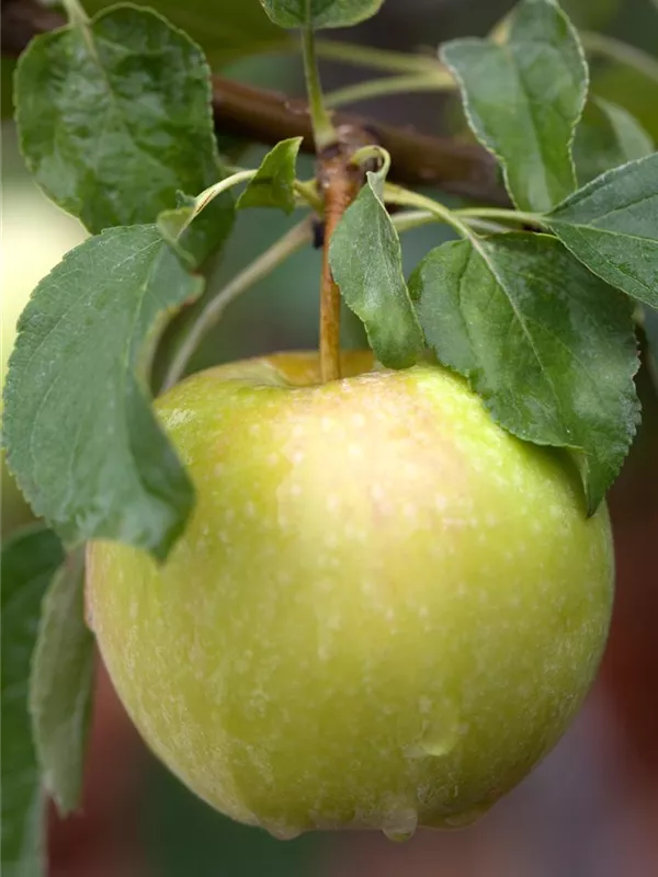 Apfel 'Grahams Jubiläumsapfel'