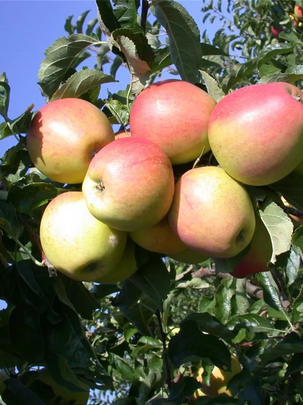 Herbstapfel 'Prinzenapfel'