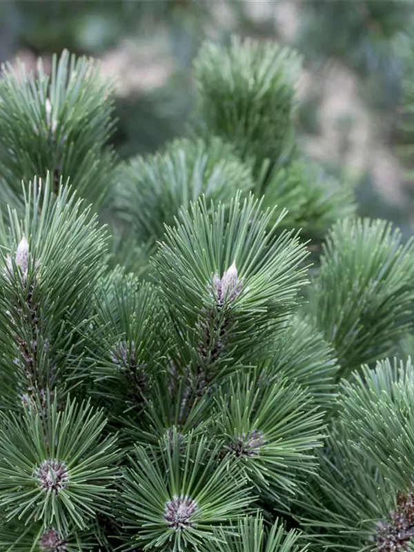 Zwerg-Schwarzkiefer 'Select'