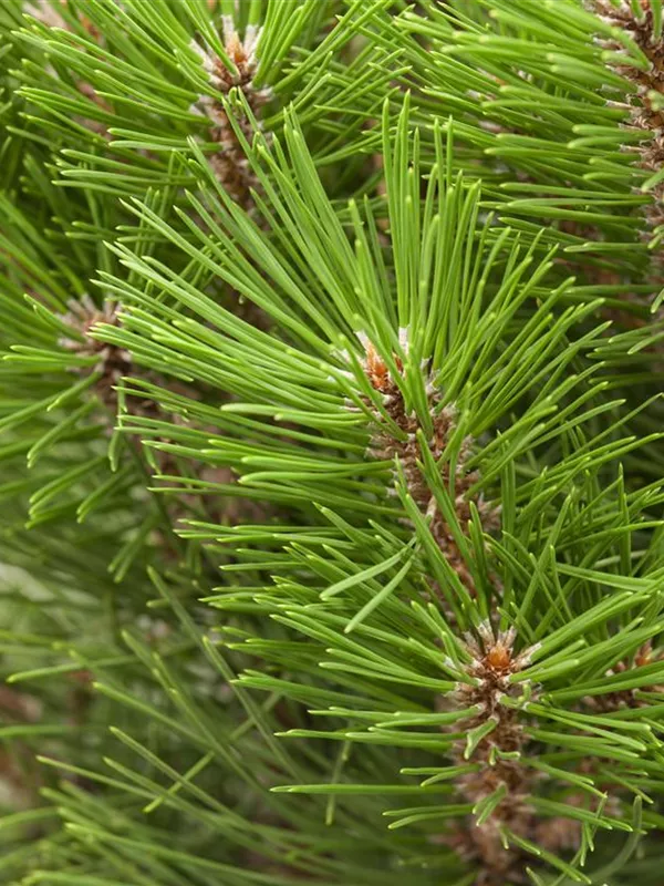 Schwarzkiefer 'Kleiner Turm'