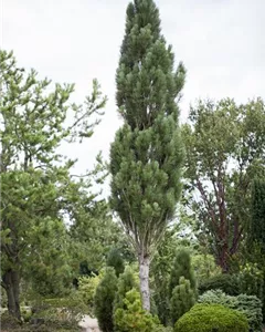 Säulen-Schwarzkiefer 'Obelisk'
