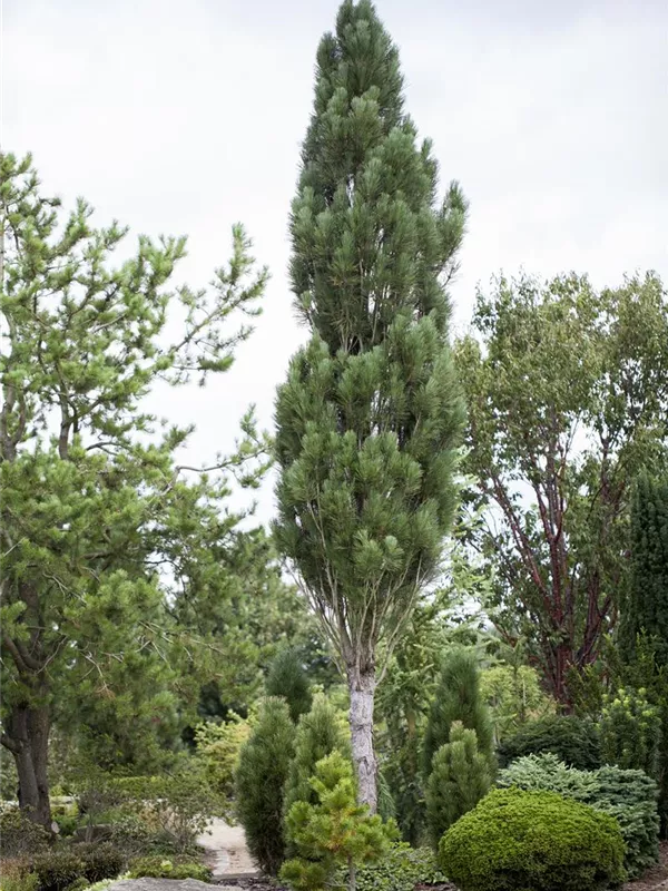 Säulen-Schwarzkiefer 'Obelisk'