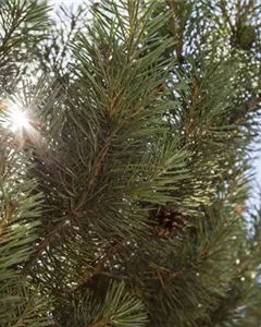 Waldkiefer 'Norske Typ'