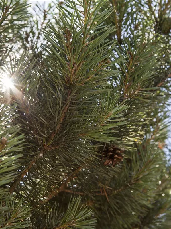 Waldkiefer 'Norske Typ'