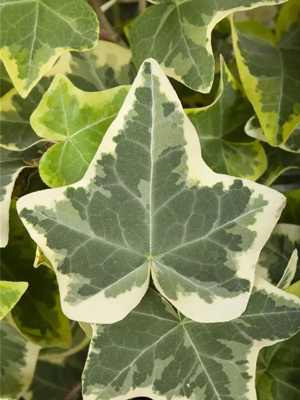 Gemeiner Efeu 'Glacier'