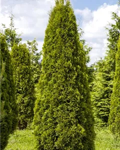 Lebensbaum 'Smaragd'