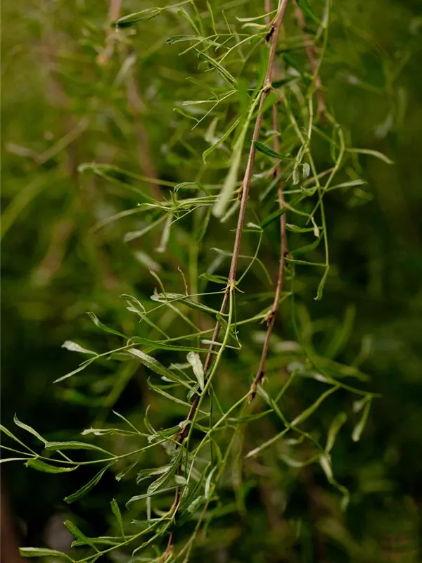 Gewöhnlicher Erbsenstrauch