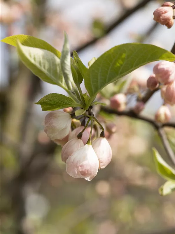 Schneeglöckchenbaum