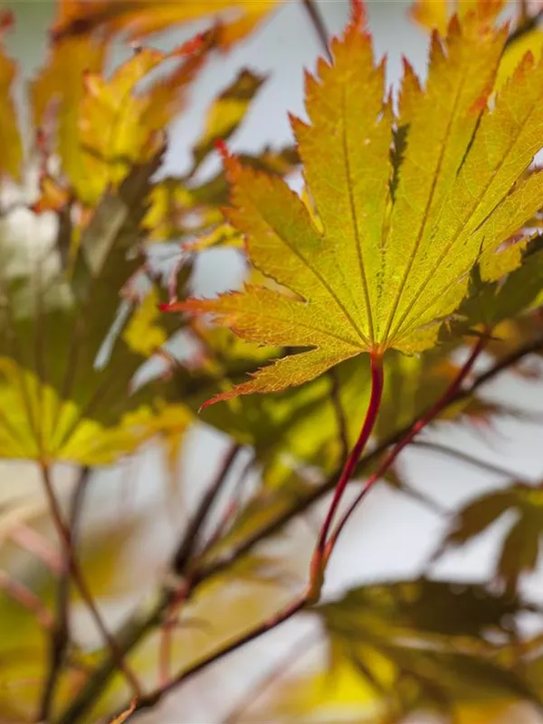 Japanischer Ahorn